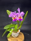 Cattleya Fabia.